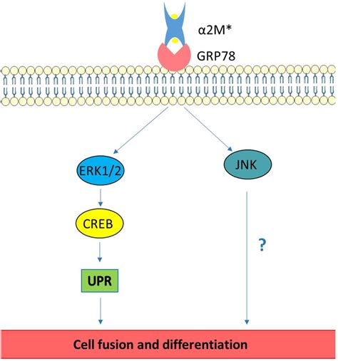 Schematic Representation Of Signalling Cascades Involved In