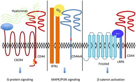 Frontiers Cd44 Acts As A Signaling Platform Controlling Tumor Progression And Metastasis