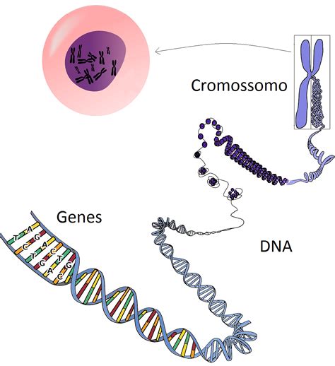 Resumos Do Creps Biologia A Genética E Sua Nomenclatura