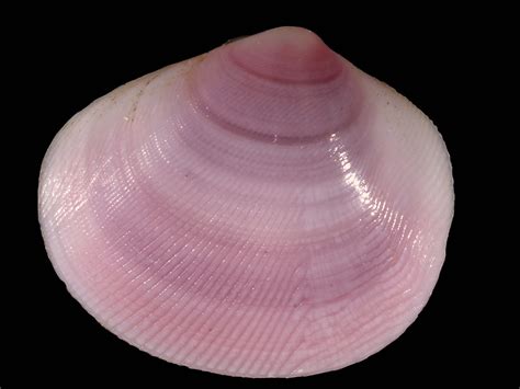 Large Strigilla Shells Of Gtmo · Inaturalist