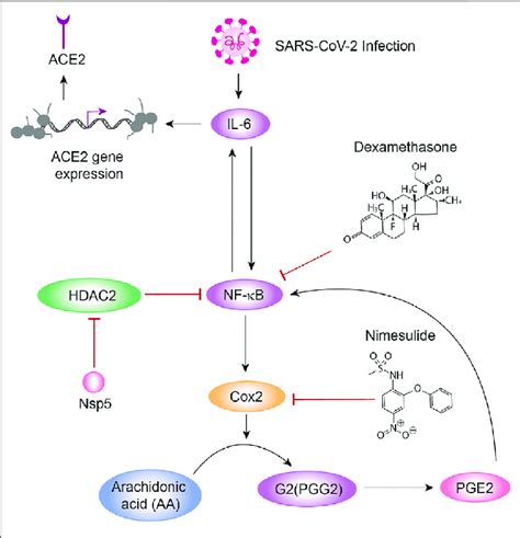 Circuit Representation Of Inflammation Il 6 Nf κb Cox2 And Pge2