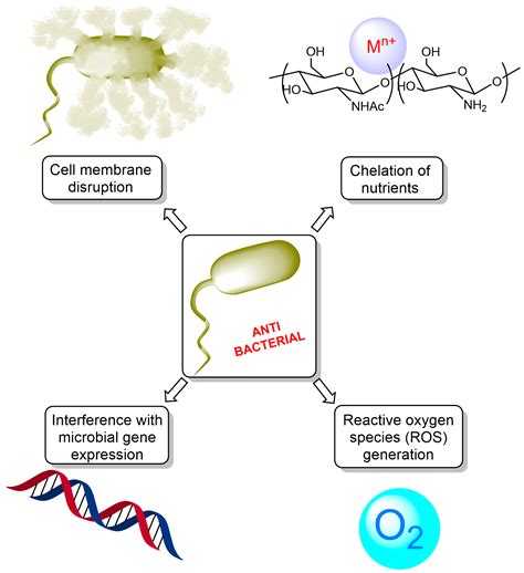 IJMS Free Full Text Chitosan Based Antibacterial Films For