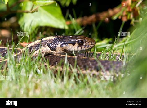 Common Garter Snake Thamnophis Sirtalis Close Up In Grass In Garden