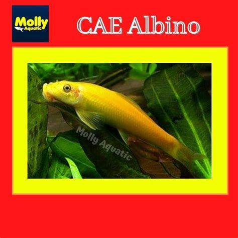 Jual Ikan Hias CAE Albino Algae Eater Pemakan Lumut Aquascape Di Seller