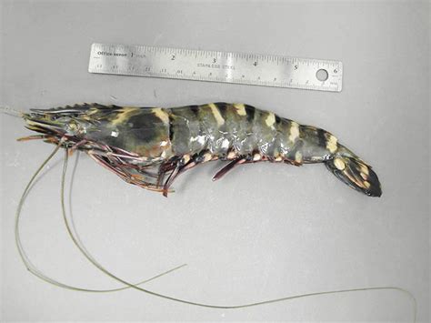 Asian Tiger Shrimp