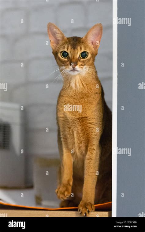 Abyssinian Cat Ancient Cat Breed Favorites Of Egyptian Pharaohs In