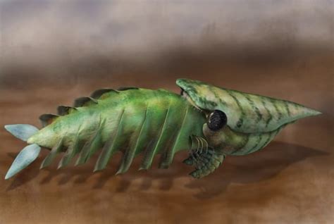 The Strangest Cambrian Creatures Ever Discovered - HubPages