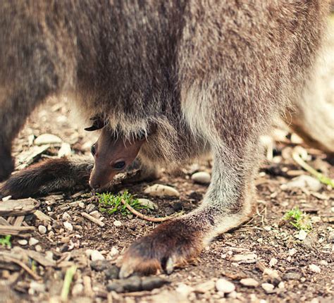 Inside Kangaroo Pouch Stock Photos Pictures And Royalty Free Images Istock