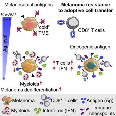 T Immunity X Mol