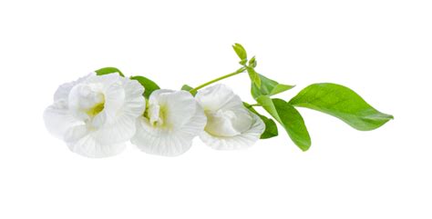 White Butterfly Pea Isolated On White Background Isolated Green Asian