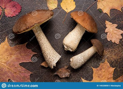 Setas Del Bosque Cosecha Del Otoño Boleto Blanco Y álamo Temblón