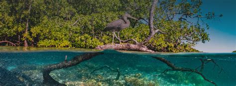 Mangrove Bay | Clearwater Properties Belize