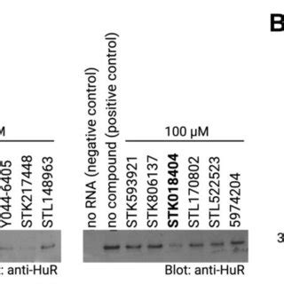 A Rna Protein Pull Down Of Hur With Its Target Rna Motif