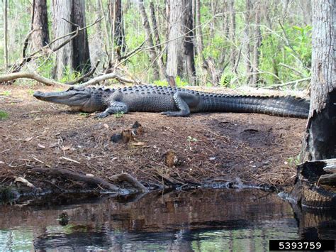 American Alligator Alligator Mississippiensis