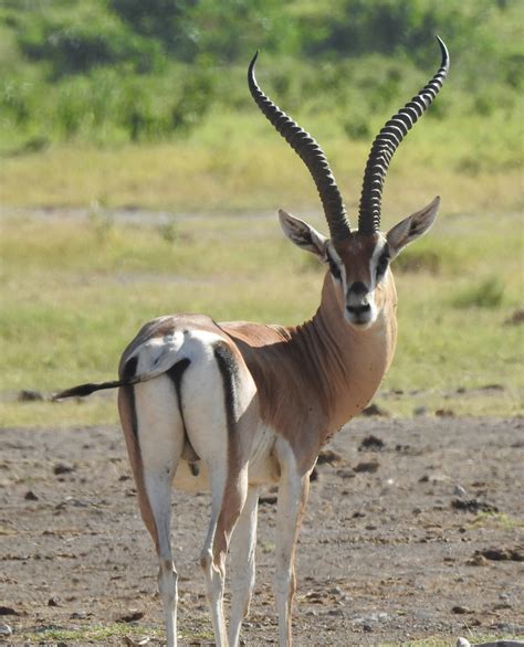 Southern Grant S Gazelle From Loitokitok Kenya On February At