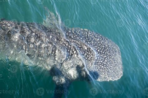 Whale Shark while eating 20177694 Stock Photo at Vecteezy