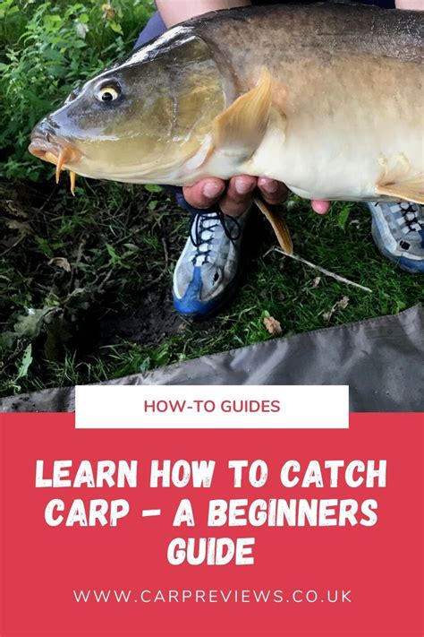 Beginners Guide To Carp Fishing In 2020 Carp Fishing Carp Fishing