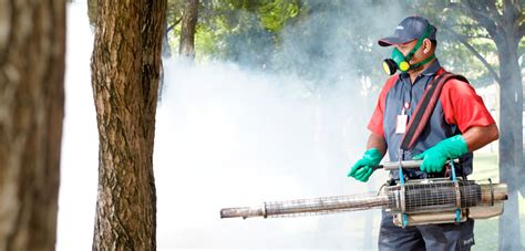 Fumigación para mosquitos mejores productos y métodos