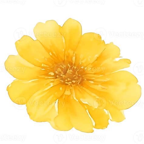 Yellow Flower Watercolor 27201384 Png