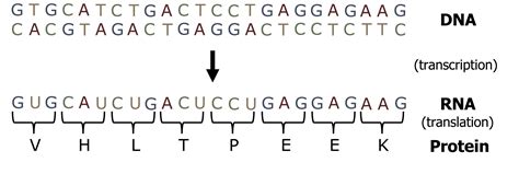 Transcription And Translation