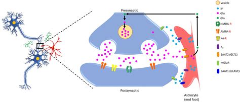 Frontiers Neuron Astrocyte Omnidirectional Signaling In Neurological