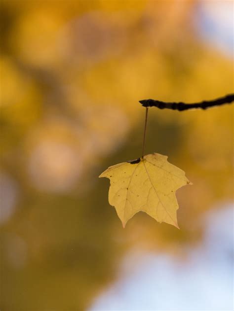 Free Images Nature Branch Light Sunlight Morning Fall Flower