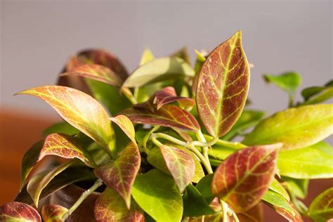 How to Grow and Care for Hoya Sunrise