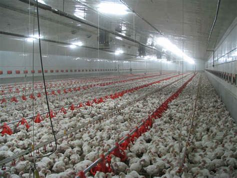 Tyson Chicken Farm