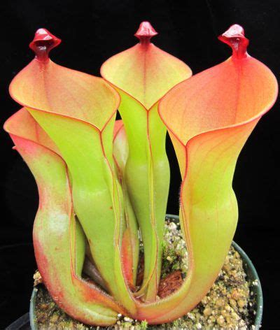 Sun Pitcher Plant Heliamphora Alien Plants Weird Plants Unusual