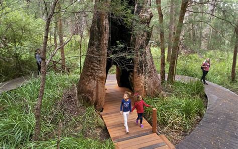 Tree Top Walk - Valley of the Giants, Denmark, Western Australia