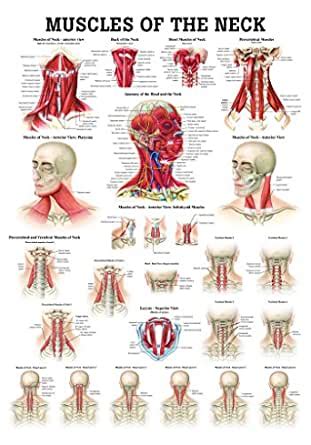 Ruediger Anatomie Po E Neck Muscles Board English Cm X Cm Paper