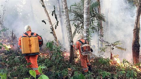 Incendio En La Amazonía Las Claves Para Entender La Catástrofe Ambiental AnÁlisis Rpp Noticias