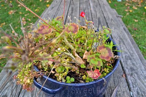 Sweet Annabelle Overwintering Geraniums A Casual Tutorial