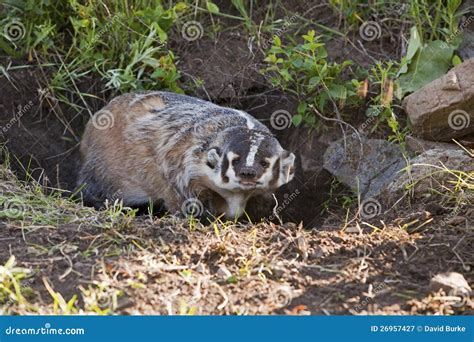 Badger Scratching Stock Photos Free And Royalty Free Stock Photos From