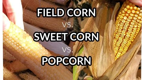 Maize Corn Difference