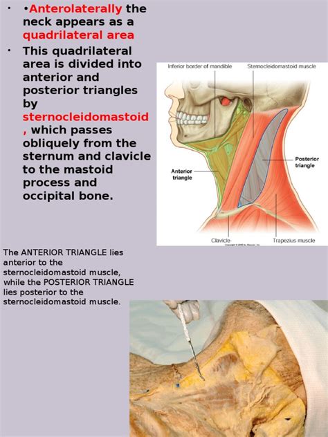 Triangles Of The Neck Common Carotid Artery Neck