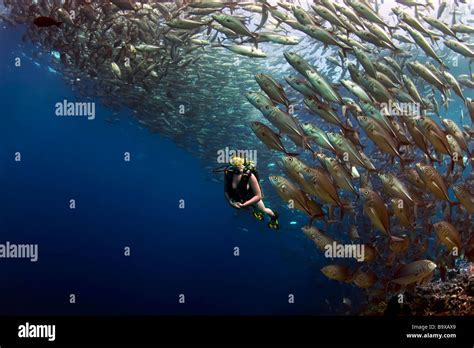 Une Jeune Fille Plong E Dans Un Bikini Nage Sous Swirling Jackfish Caranges Dans Les Eaux