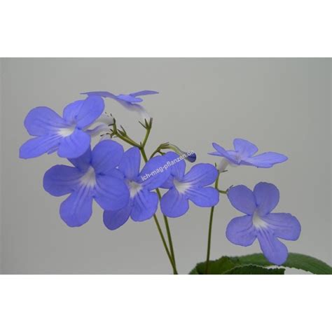 Streptocarpus Falling Stars Drehfrucht