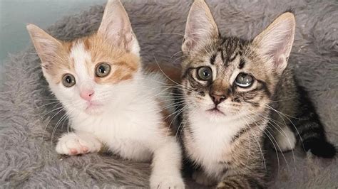 Rescuer Takes In Two Shelter Kittens Unveiling A Journey Of Joy And