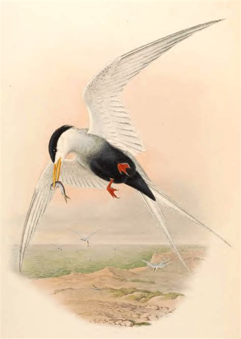 7070 Black Bellied Tern Free Stock Illustrations Creazilla
