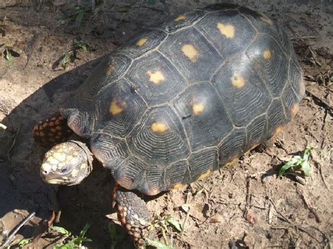 Fiche dinformations de base Tortue charbonnière à pattes rouges