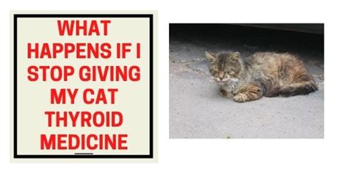 What Happens if I Stop Giving My Cat Thyroid Medicine? - The Kitty Expert