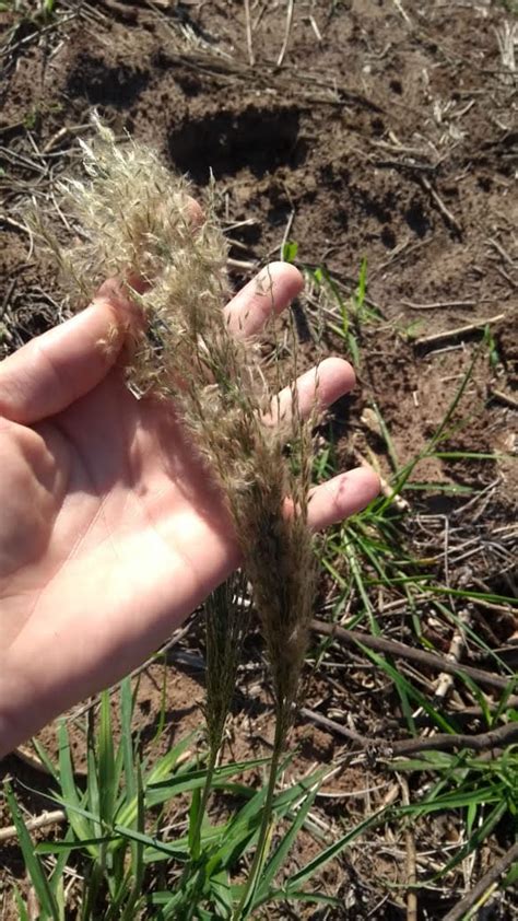 Identifica O E Controle De Capim Amargoso Digitaria Insularis