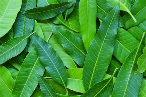 Premium Photo Mango Leaves From Tree Top View Green Seamless