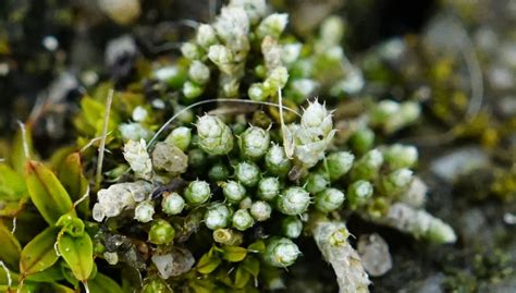 Bryum Argenteum Silver Moss Or Sidewalk Moss