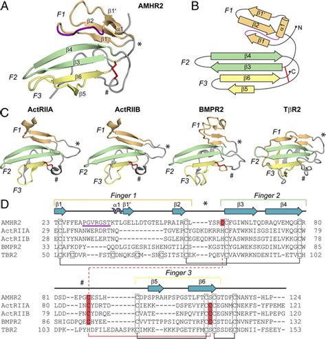 Comparison of the TGF β family type II receptor structures A