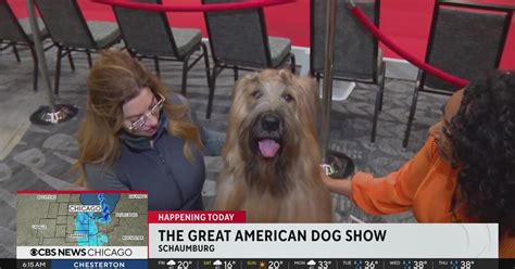 Great American Dog Show Kicks Off Friday In Schaumburg Cbs Chicago