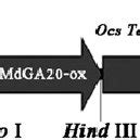 Schematic Drawing Of The PRNAi GA20ox Construct An Inverted Repeat Was