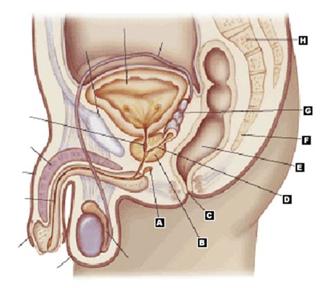 Male Reproductive System Diagram Quizlet