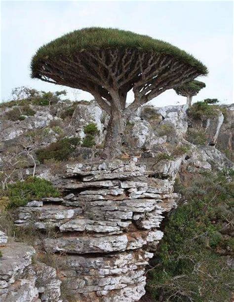 The endangered dragon s blood tree trees of socotra island – Artofit